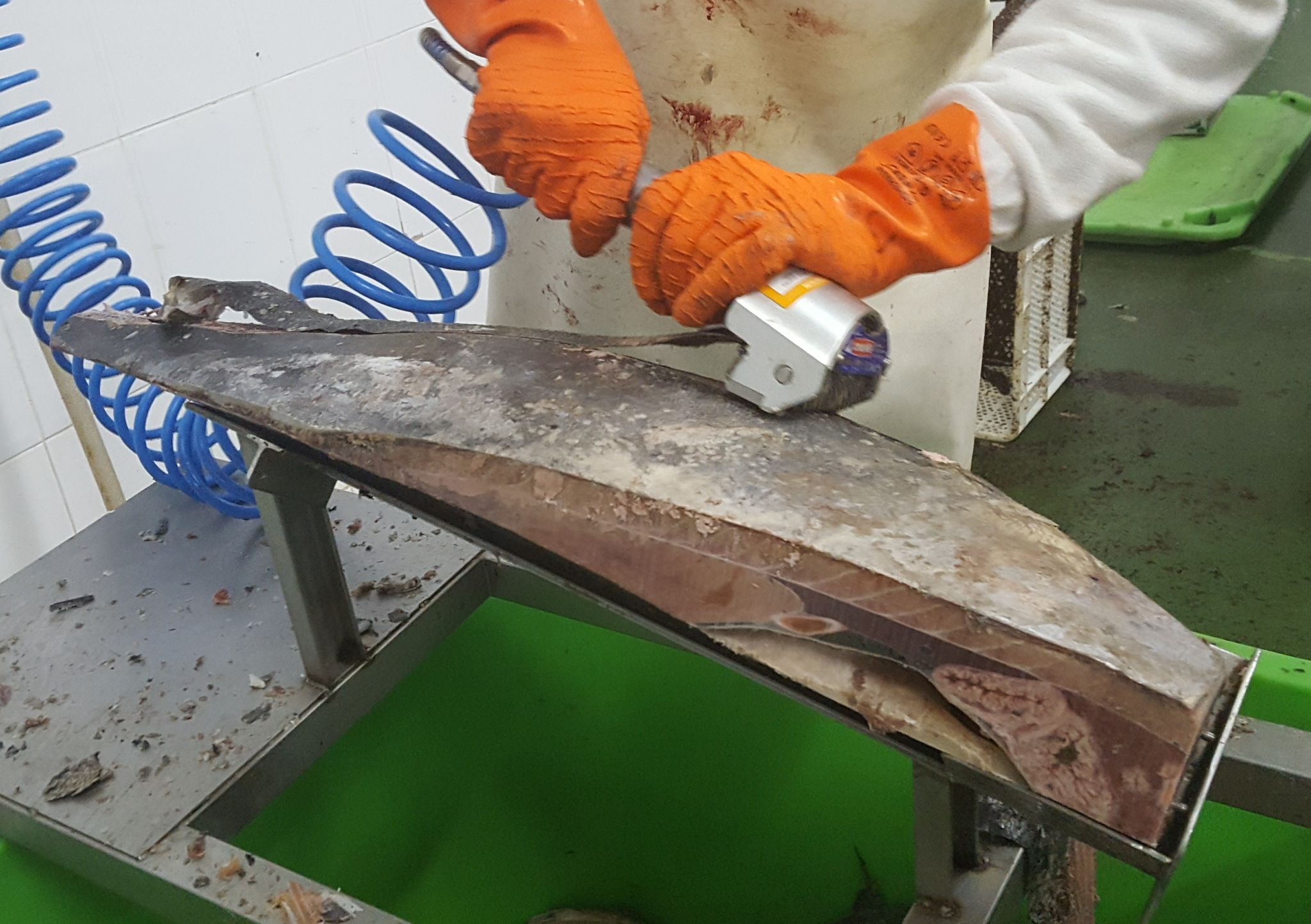 Peladora Q-72P pelando pescado